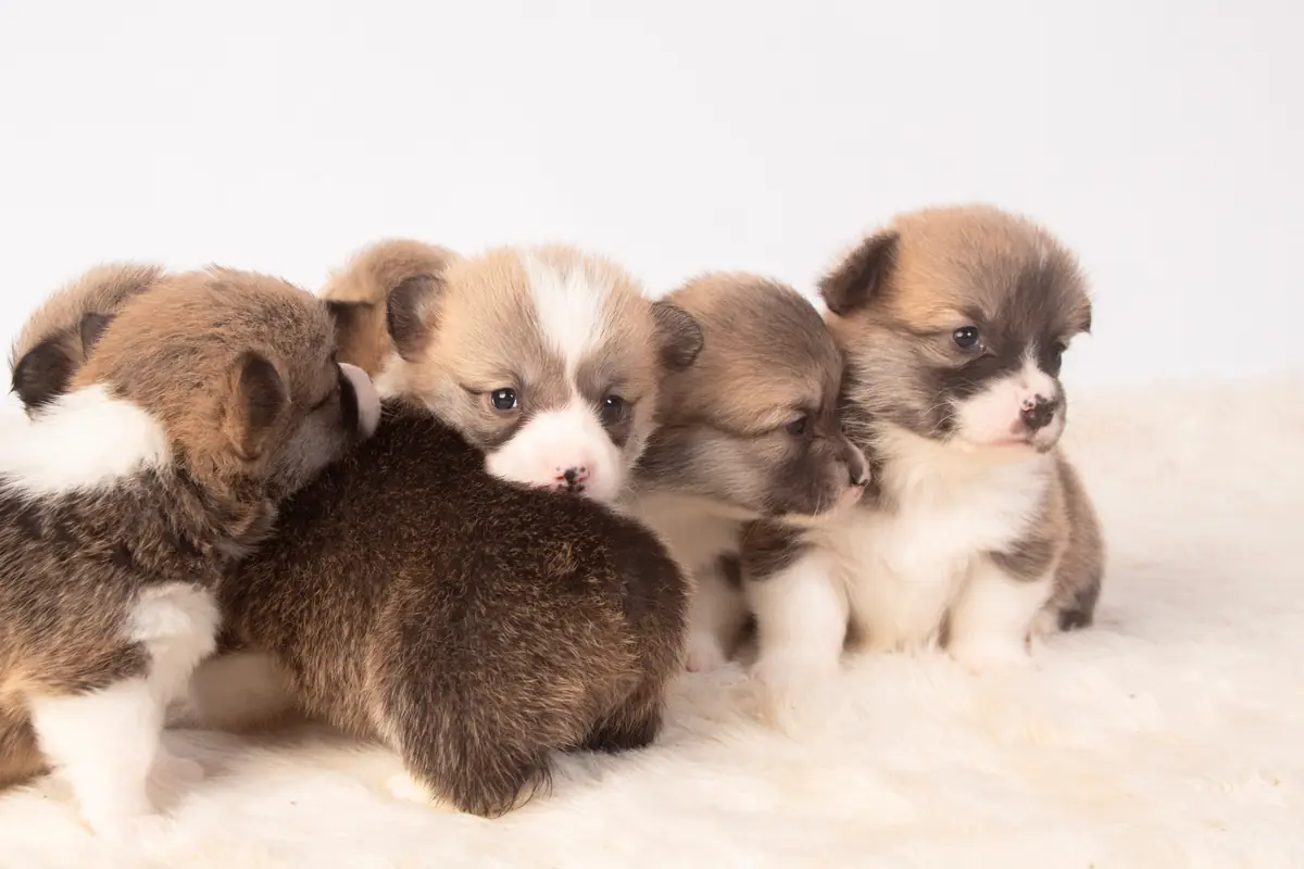 Grupo de cachorros Corgi Pembroke juntos sobre una manta clara
