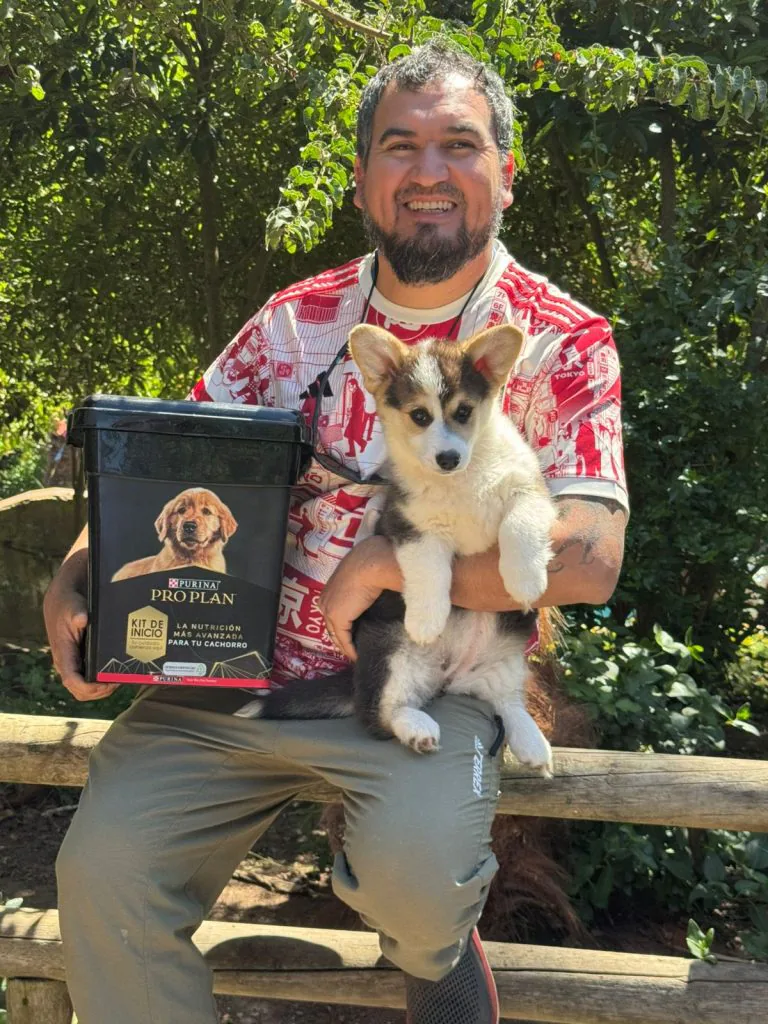Cachorro Corgi Pembroke criado por Staplefield Lind