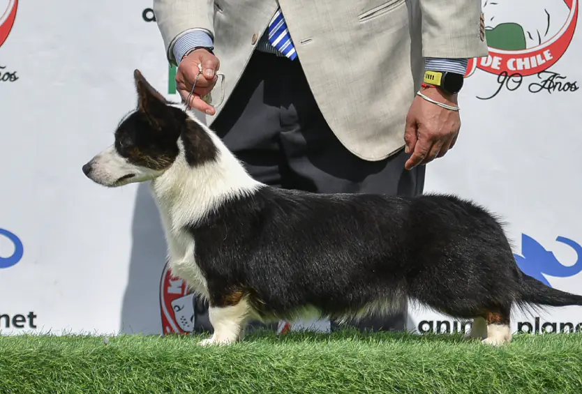 Welsh Corgi Cardigan negro y blanco de Staplefield Lind en exposición