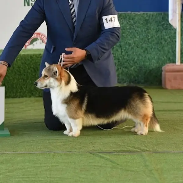 Presentación de un Welsh Corgi de Staplefield Lind en exposición canina
