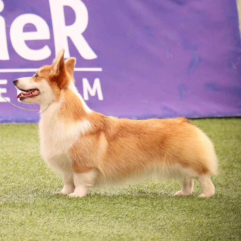 Ginger, Welsh Corgi Pembroke de Staplefield Lind en exposición